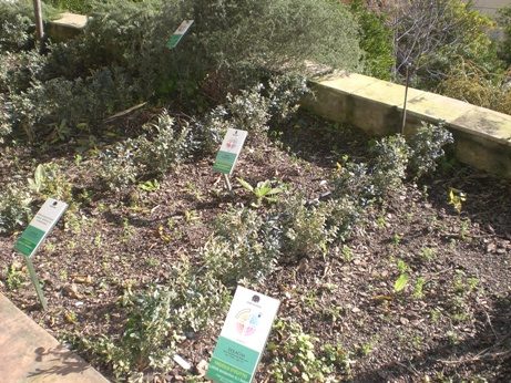 10 Giardino della Minerva.JPG